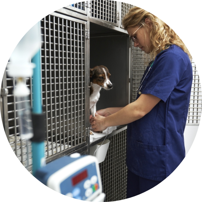 Dog being looked after in kennel
