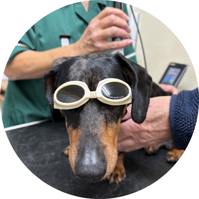 Dog with googles on preparing for k-laser.